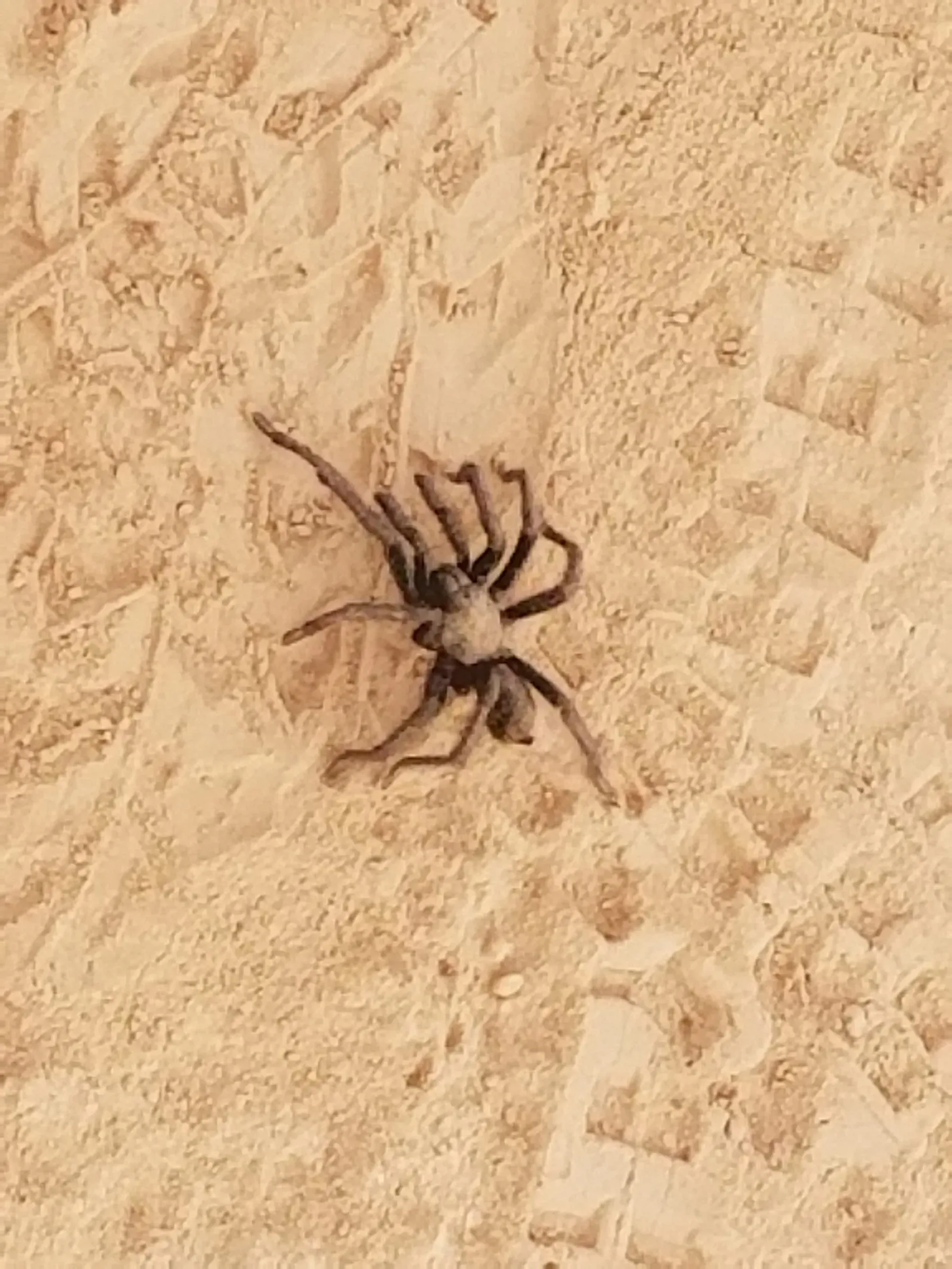 We found a large tarantula walking across the trail system!