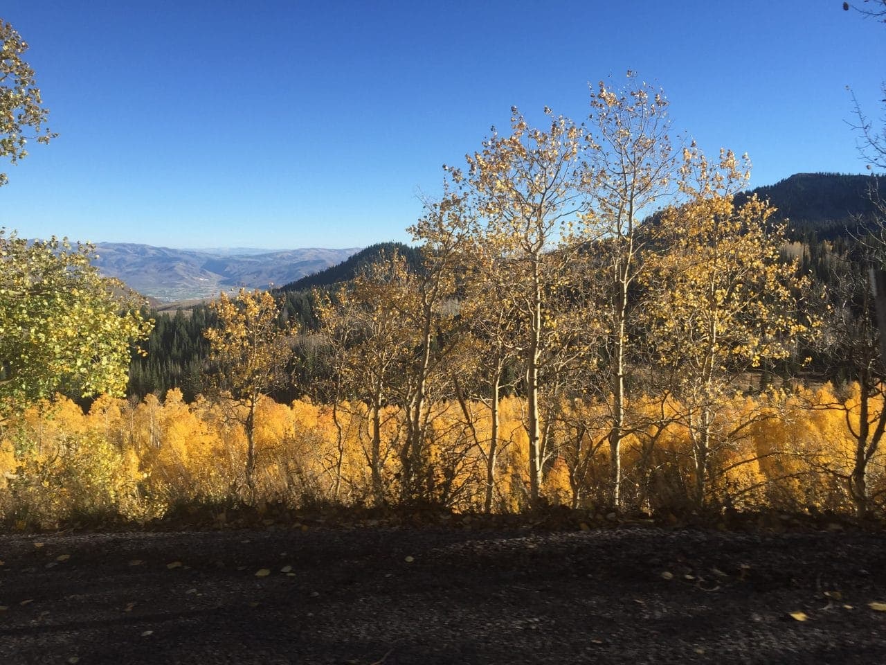 Golden-colored aspen trees in the fall