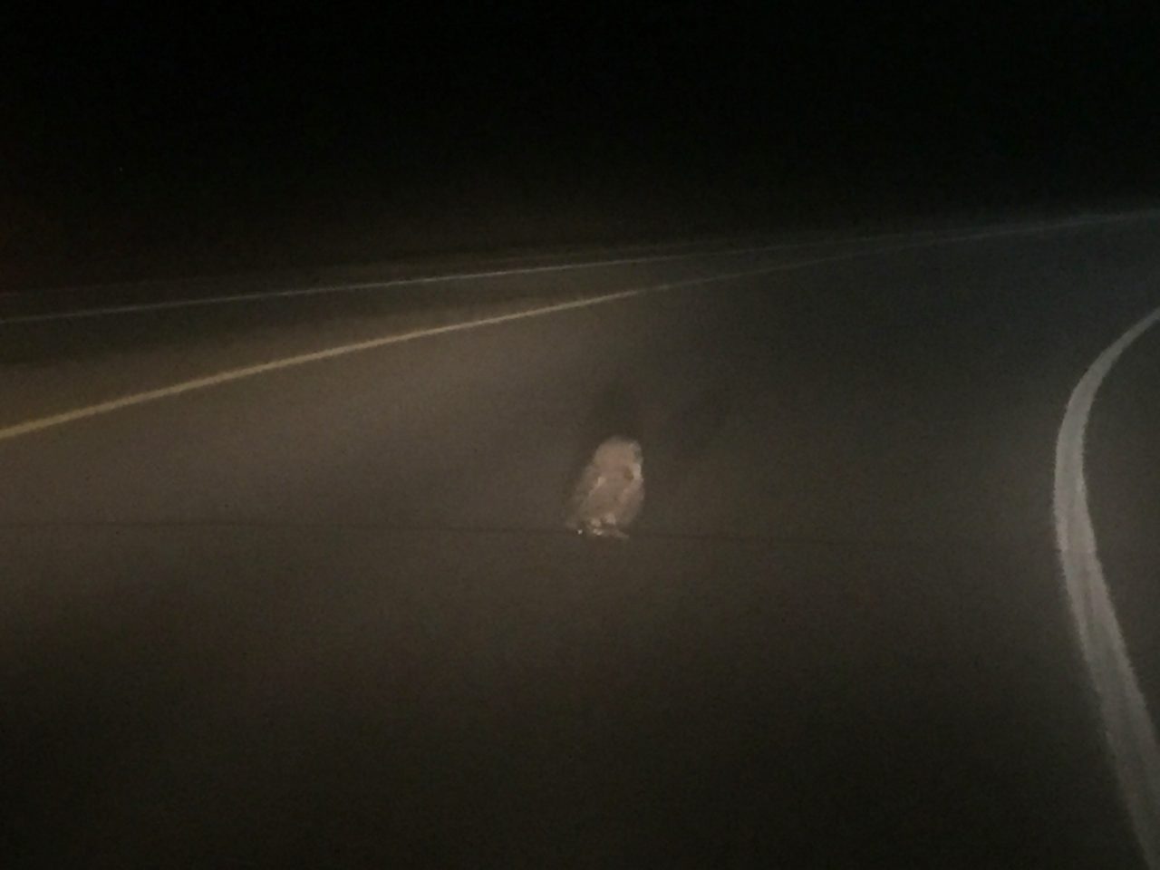 A large owl landed in the road in front of us
