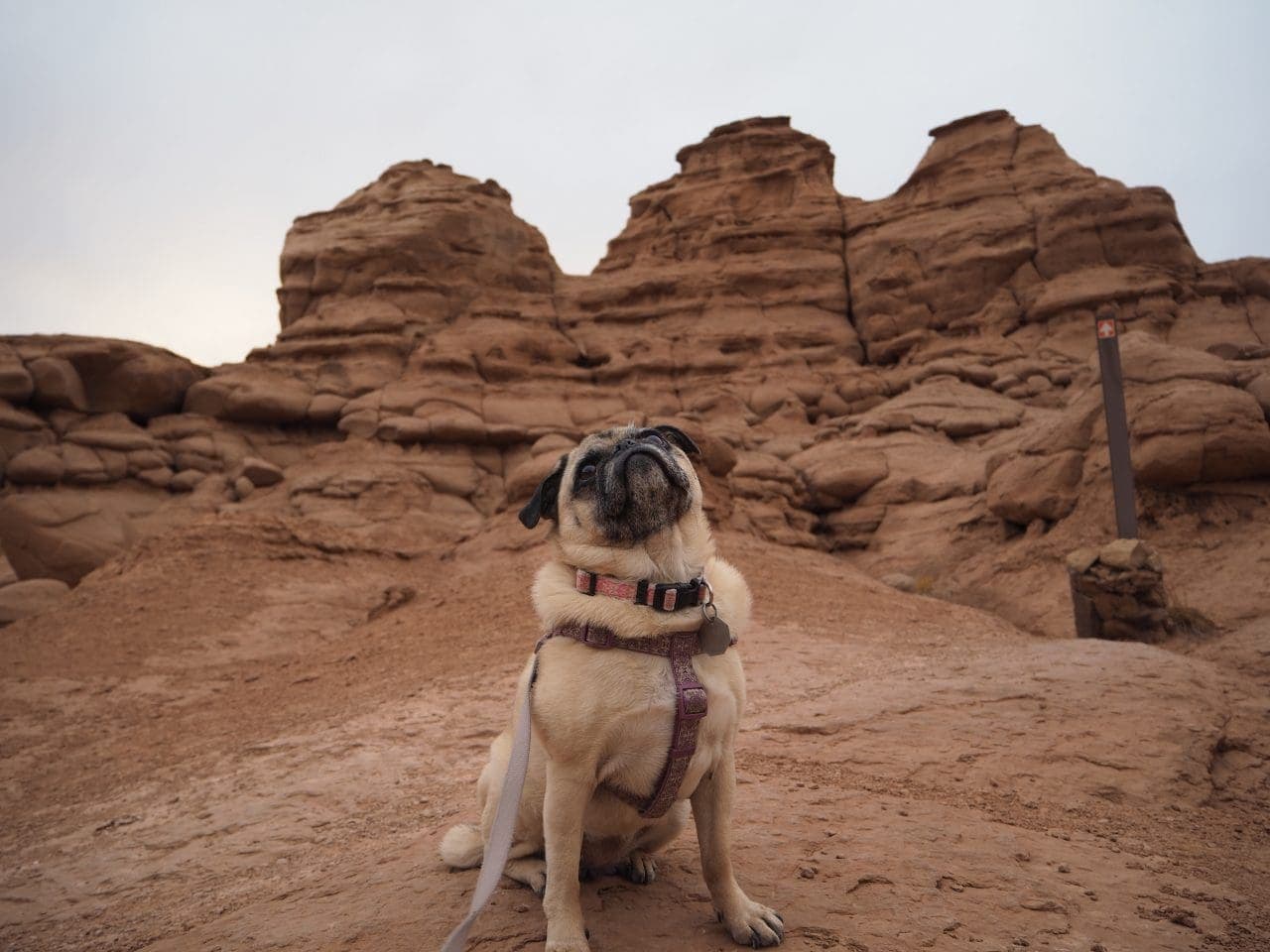 Lexi is looking mighty proud of her hiking accomplishment