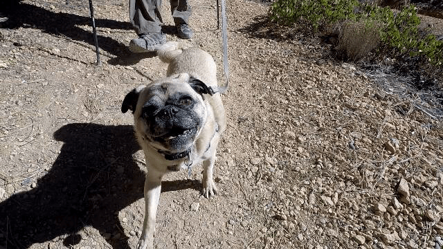 Lexi is excited about her hike