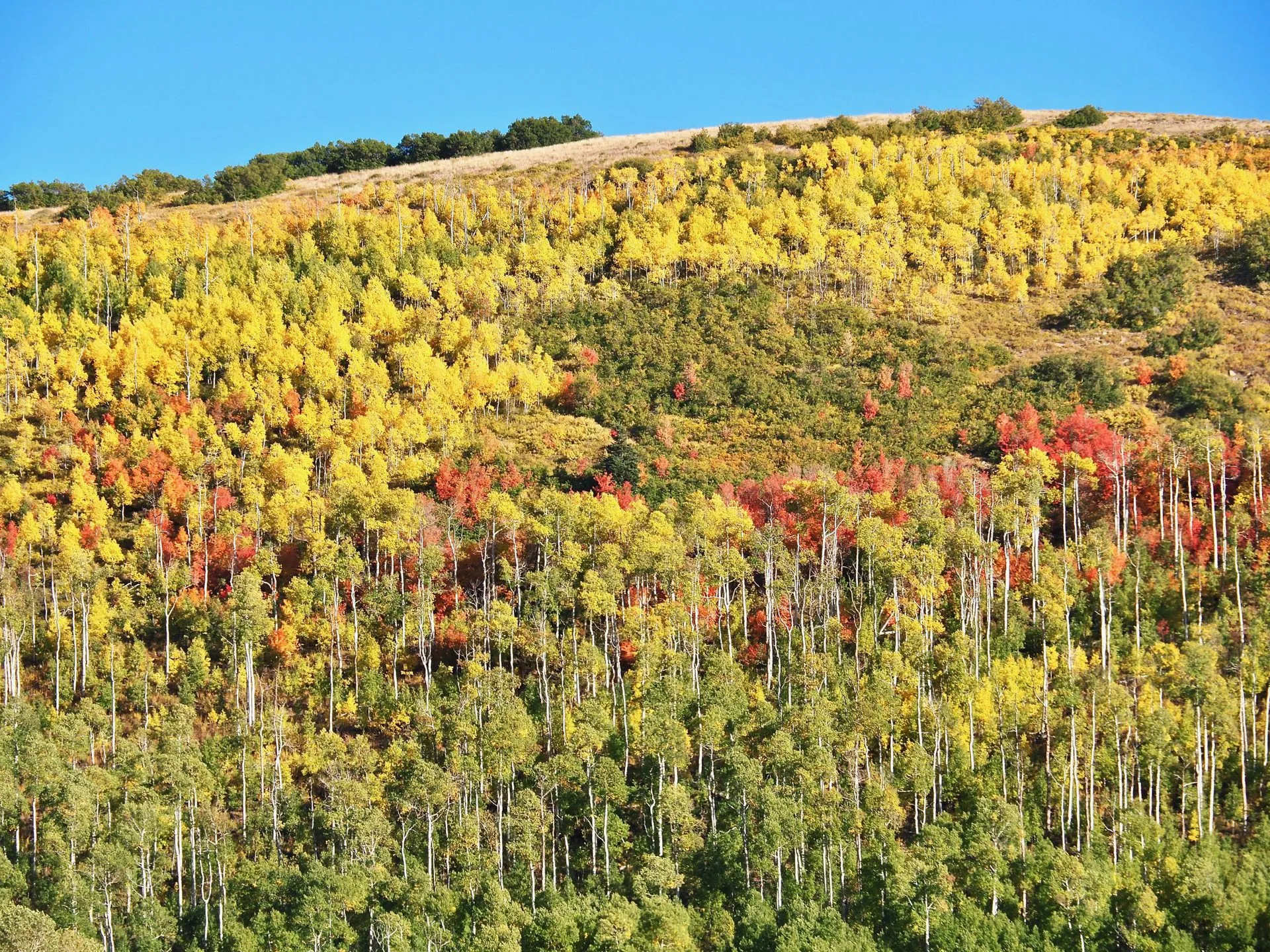 A field of aspen trees showing off their fall colors