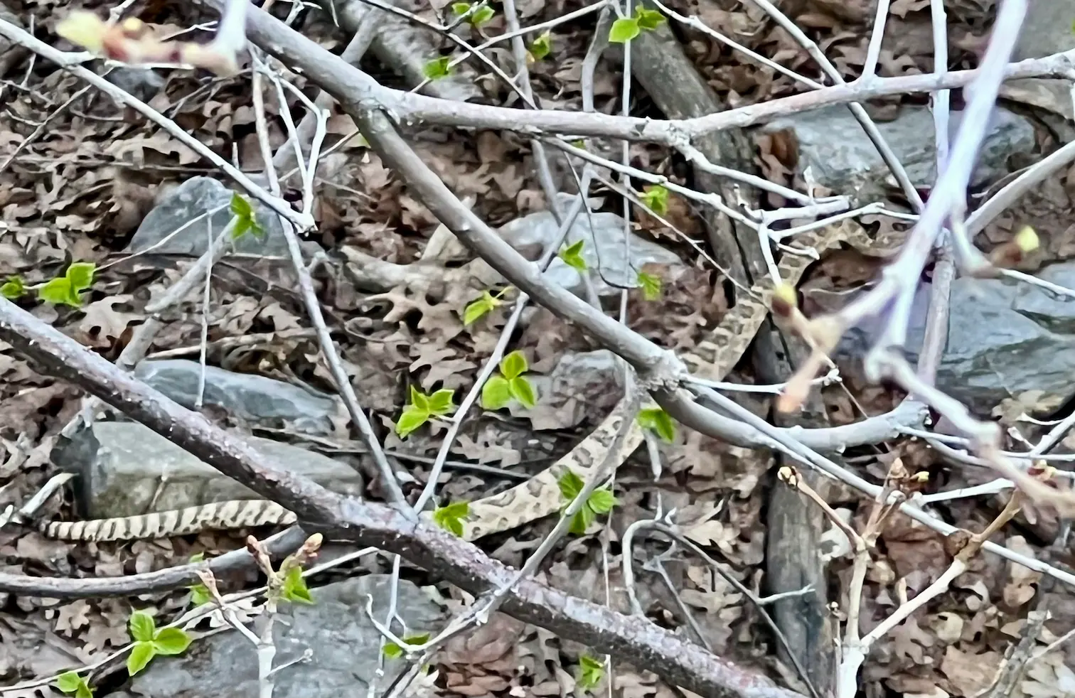 Lindsey spotted a 2-3 ft long Rattlesnake near the hiking trail