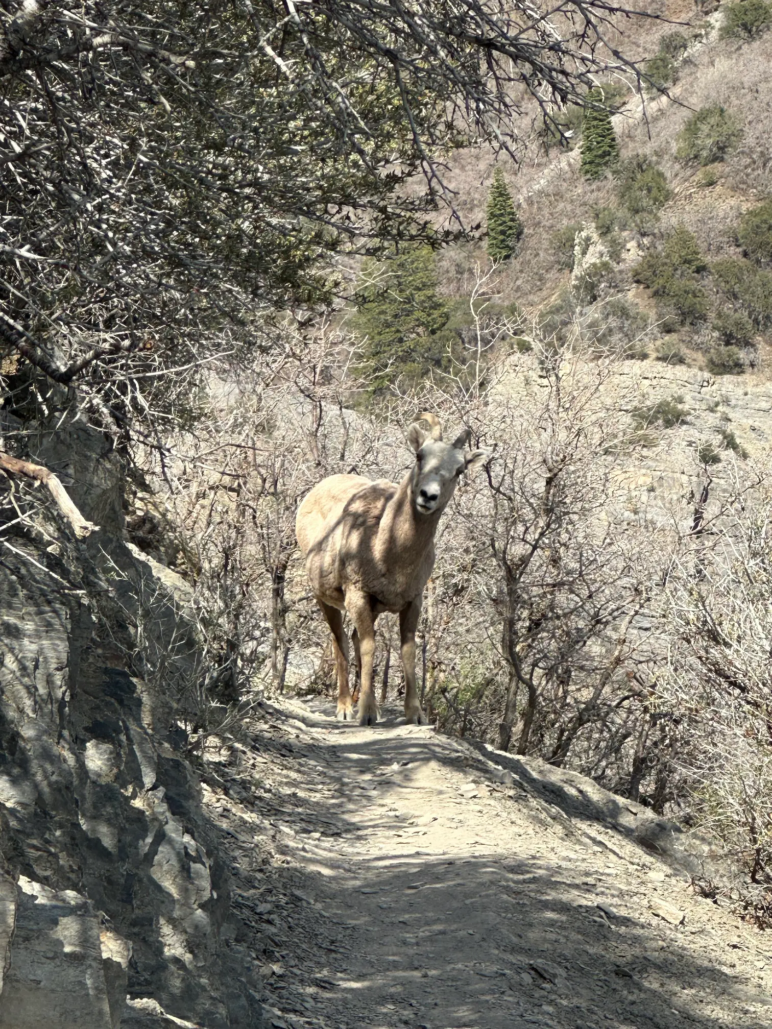 A stubborn mountain goat is blocking the hiking trail. 🐐