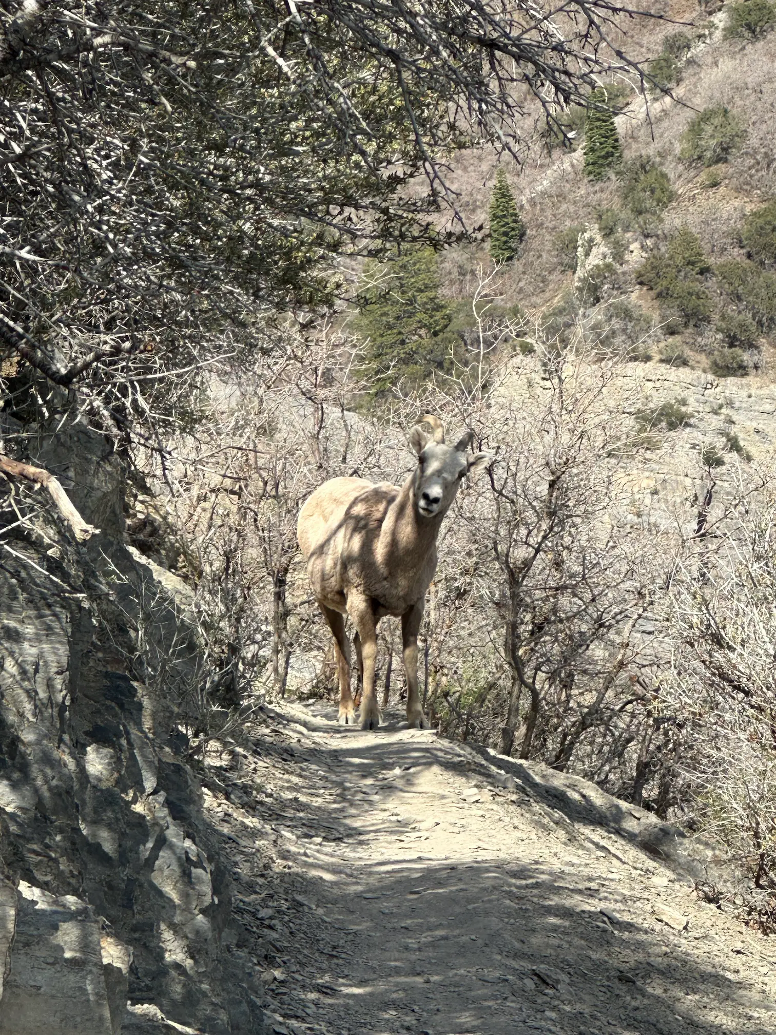 A stubborn mountain goat is blocking the trail. 🐐