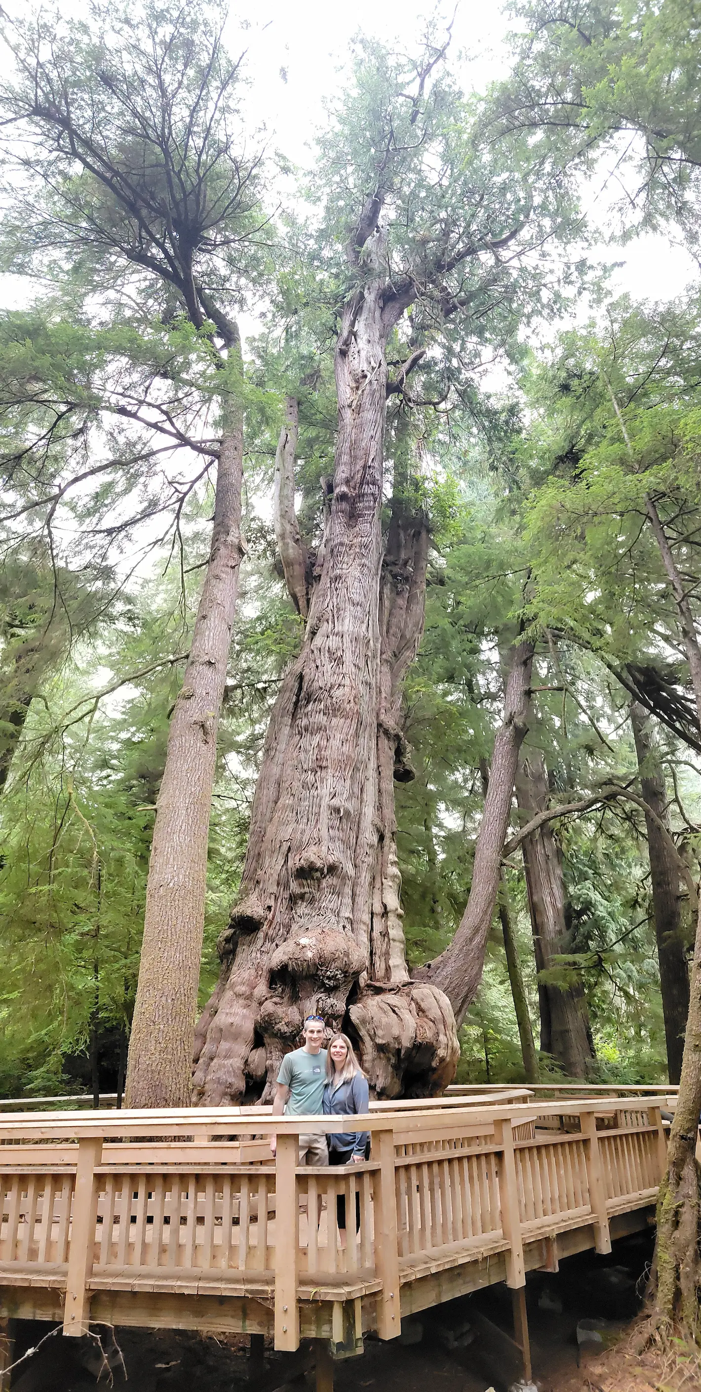 Rockaway Big Tree stands at 154 feet tall.
