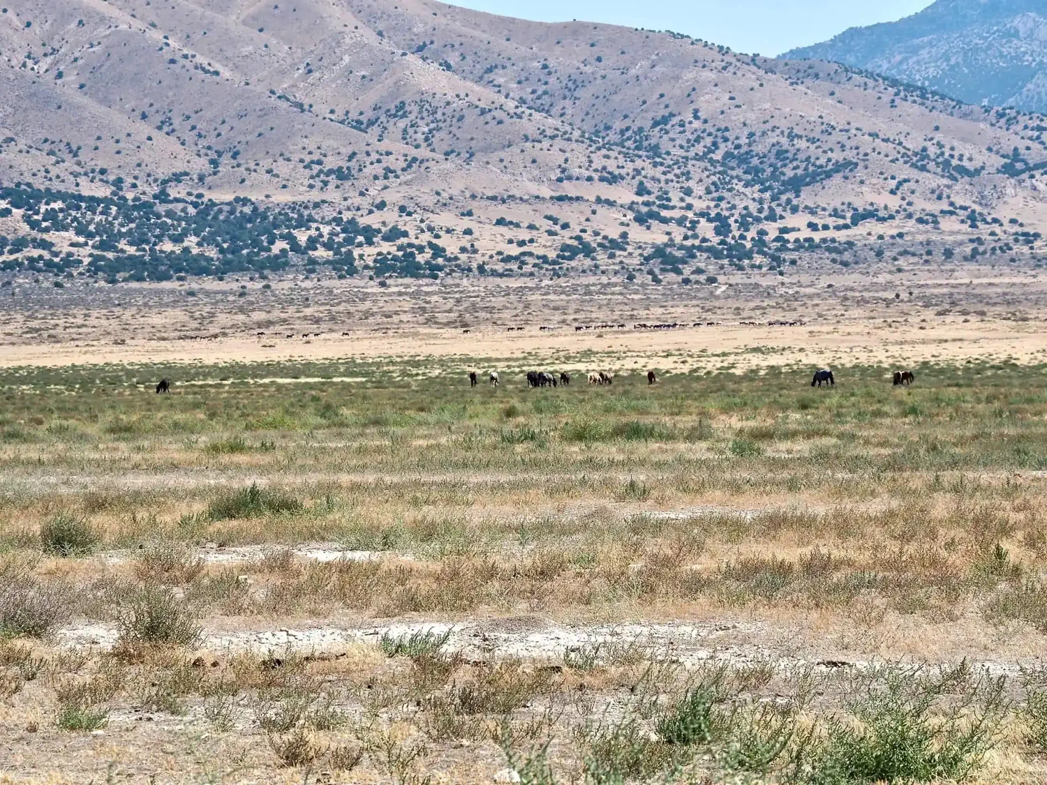 A group of wild horses is off in the distance