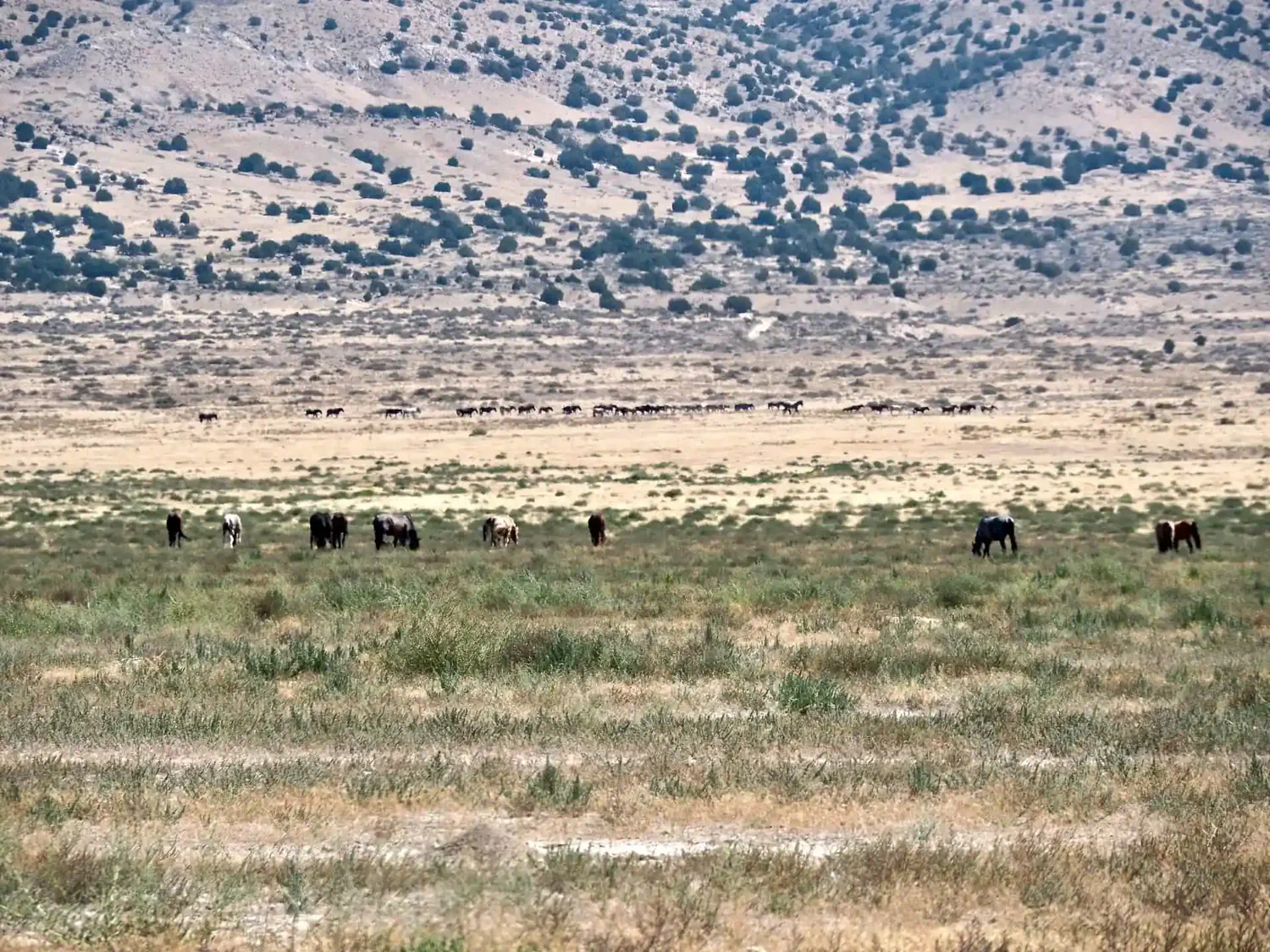 Zooming in on the group of wild horses