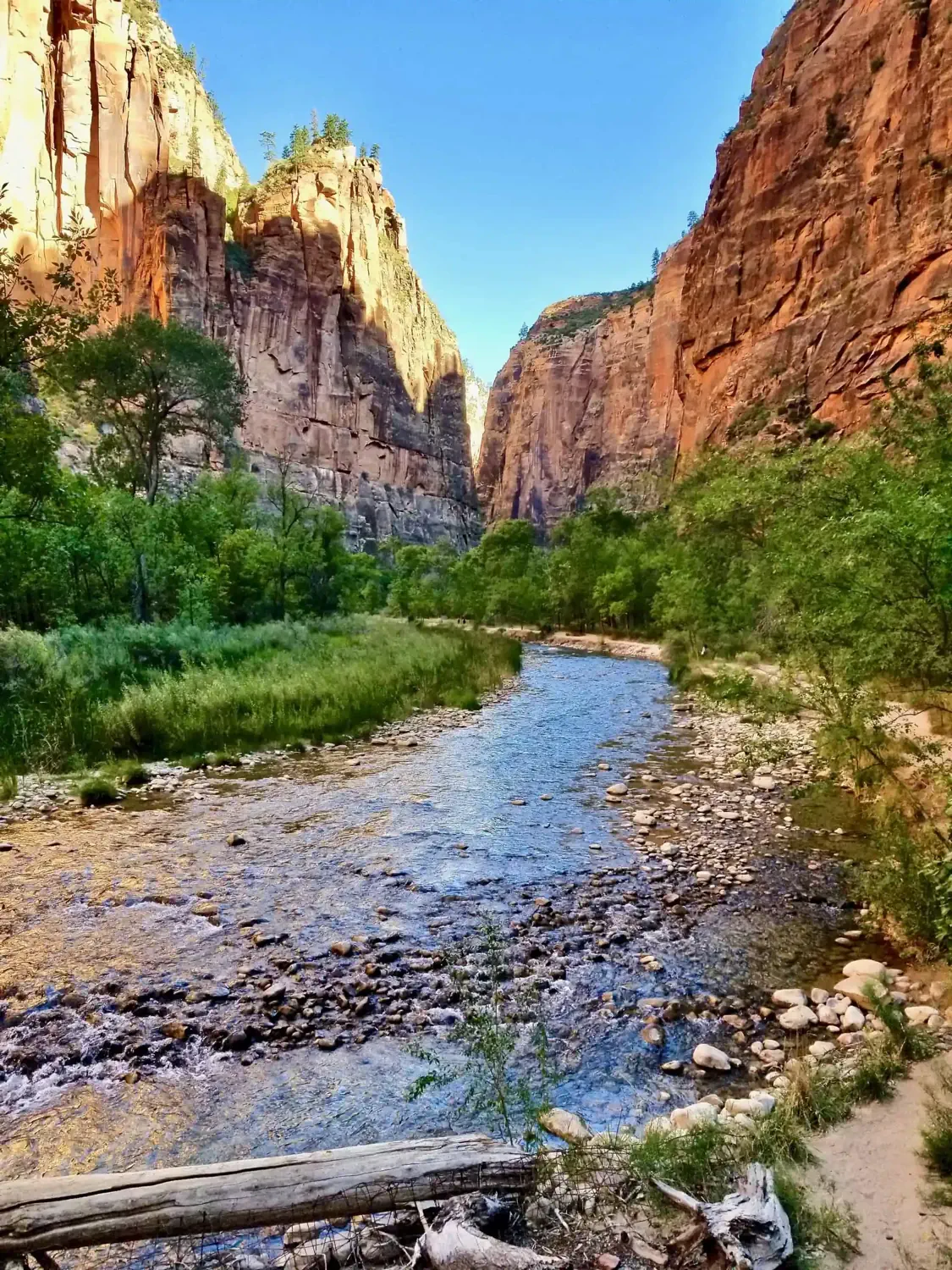 The Virgin River cuts through the canyon at Zion National Park