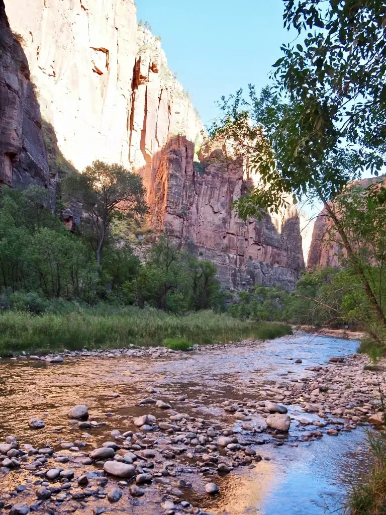 The Virgin River is cutting its way through the canyon at Zion National Park