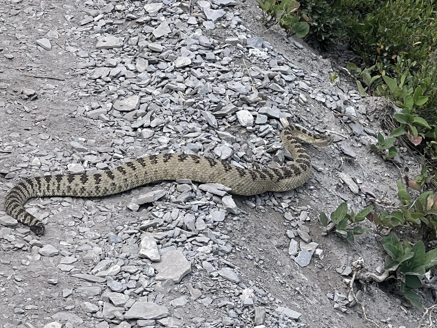 A rattlesnake is crossing the trail in front of us