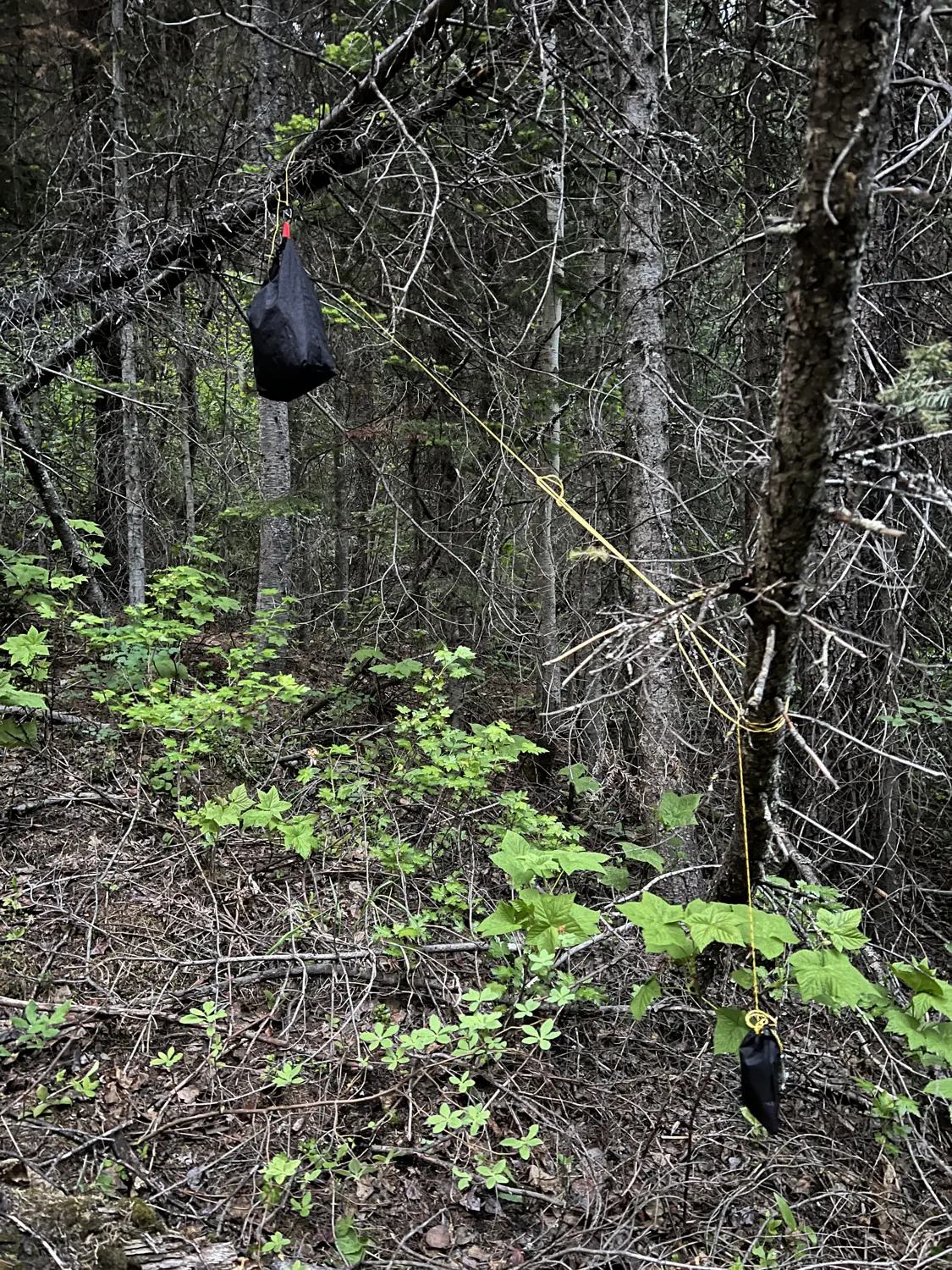 Keith's food bag is hung from a tree to keep rodents away from his food at night